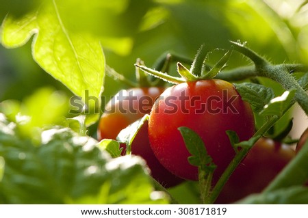 Peeking at the cherry tomato in the garden.. sun kissed and ripe
