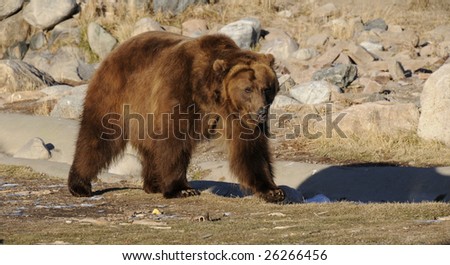 Grizzly bear in captivity walking along ridge to get to food
