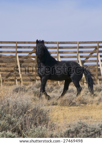 wild horse cornered near a wind break fence, grass still in mouth