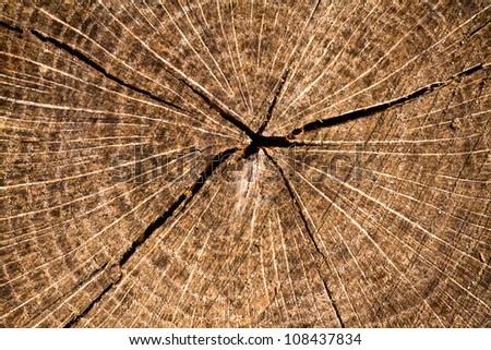 Woodcut from a old oak tree