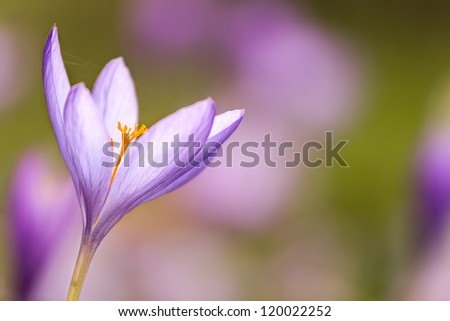 Nice dewy flower in the autumn (Colchicum autumnale)