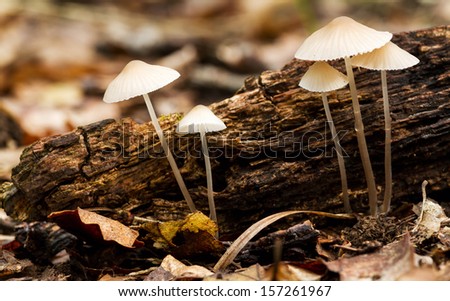 Beautiful forest mushroom in a forest litter