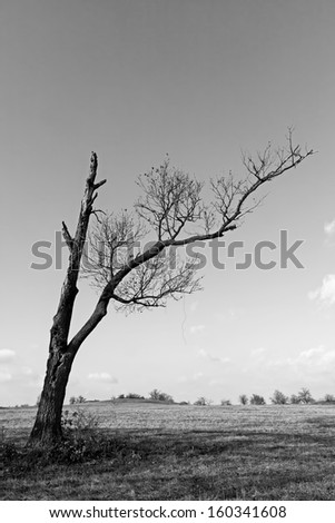 Black and white landscape with dry tree
