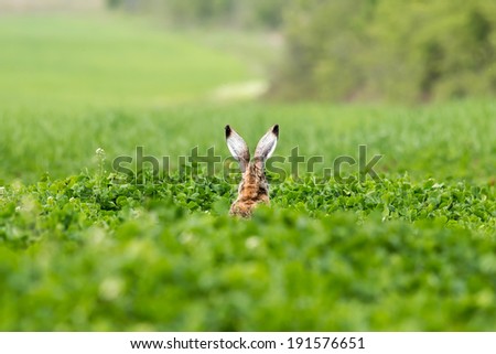 European hare (Lepus europaeus) on the green field