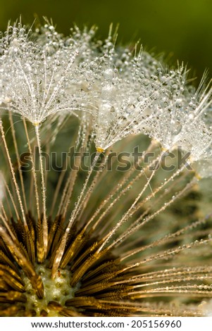 Dandelion inside,macro photography in spring