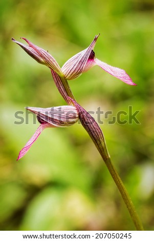 Beautiful wild orchid flowers (Serapias lingua)