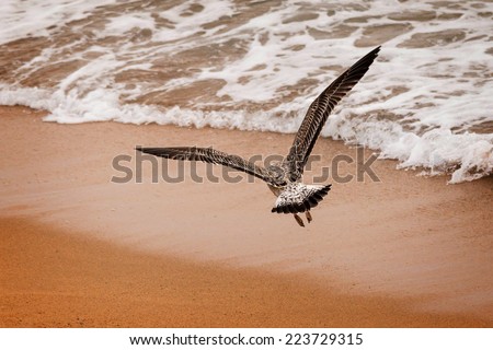 Young seagull flying over the sea sand