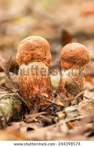 Edible mushrooms species,red-capped