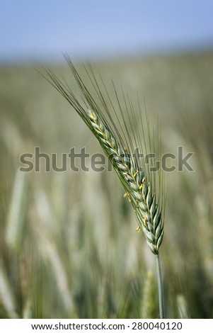 Cereal field with corn in the ear in the summer light