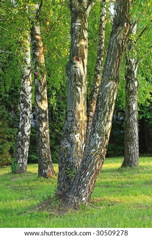 Beautiful birch trees enlightened with the lights of sunset