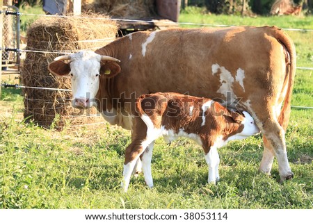 The cow mother suckles it she calf