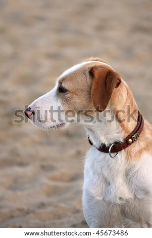 Cute, young, colorful dog watching something