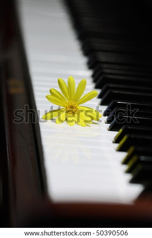 Harmonious detail of a black piano and a yellow flor