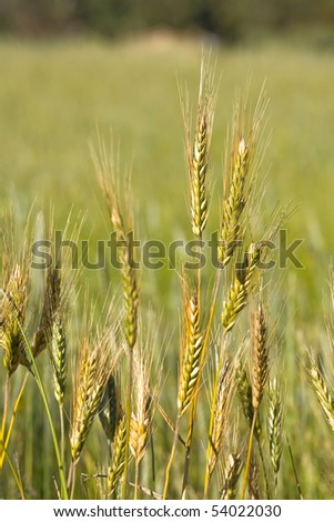 Cereal field with corn in the ear in  the summer light