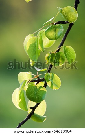 Beautiful, harmonious forest detail, with wild pear leaves