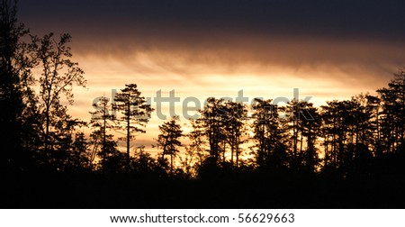 Beautiful forest silhouette  in the morning light