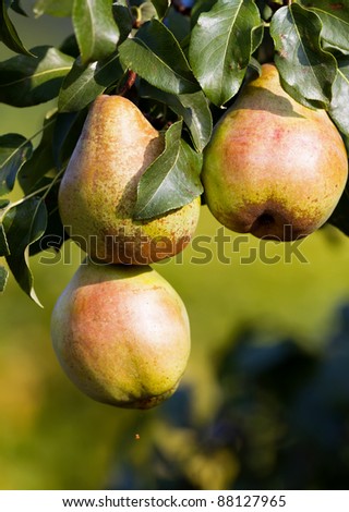 Three fine ripe pear on the tree
