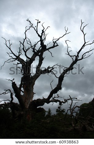 Dry tree under storm sky