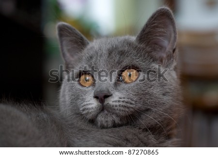 British blue short hair kitten