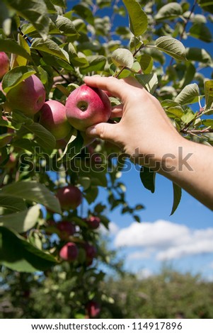 Hand picking a red apple on a tree