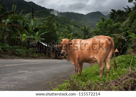 A brown cow on the side of Philippine highway.