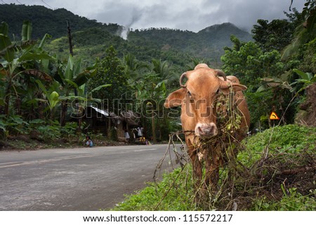 A carabao chewing on grass on the side of a road.
