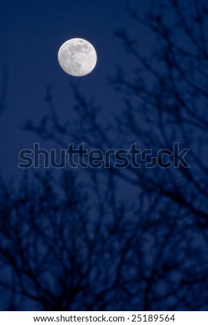 Full moon piercing through the branches of a tree.