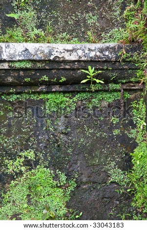 A wall of an old church covered in vegetation.