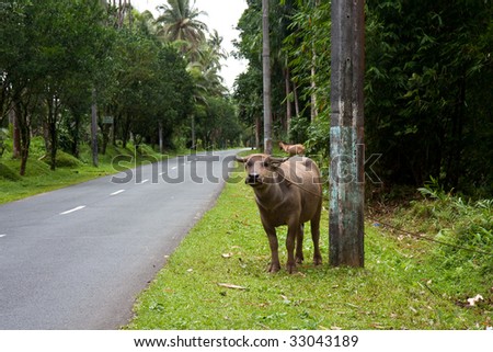 A Carabao tied up on the side of a road
