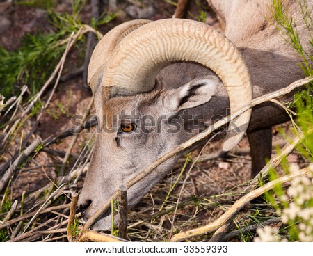 A Big horn sheep grazing.