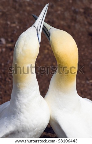 A couple of Northern Gannets making out.