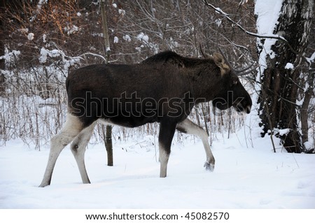 Young elk walks through a winter forest and eats small bushes and sprouts
