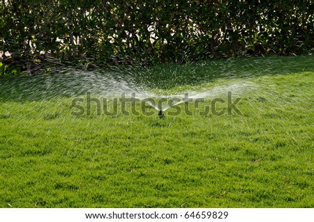 A lot of water drops on a poured green lawn