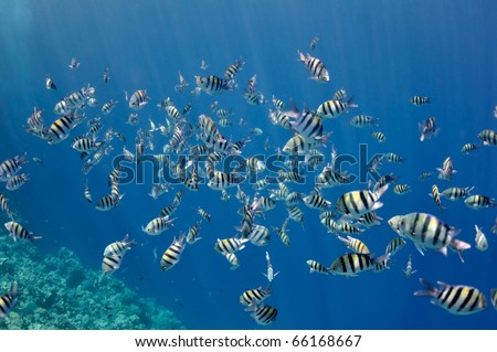  Fish   on Surface And Fish Balearic Islands Turquoise Sea Find Similar Images