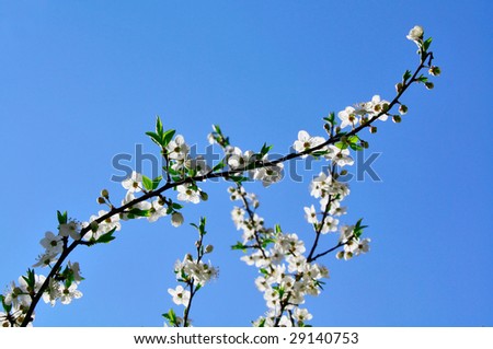 A branch of japanese apple-tree on a sky background