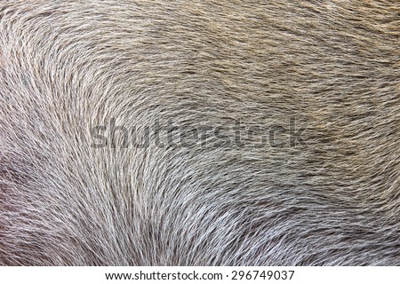 Macro dog fur
