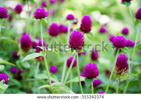 Purple Globe Amaranth