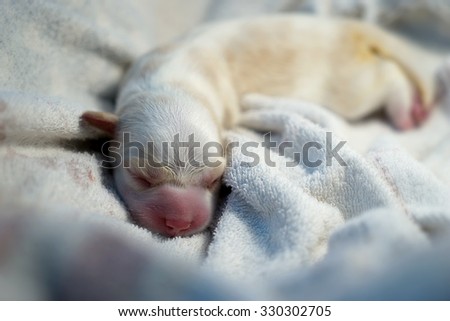 New born puppy in the blanket, selective focus on the face with blurred background for birth abstract & background