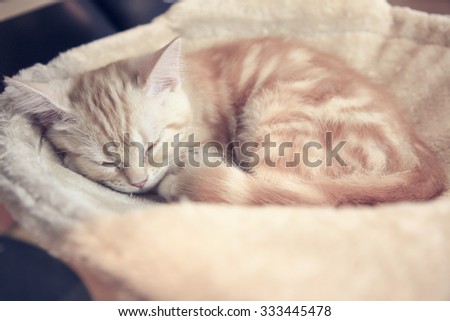 Sleeping cat for background in dream-light style
