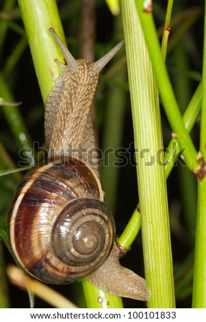 Close-up of burgundy snail walking on the branch