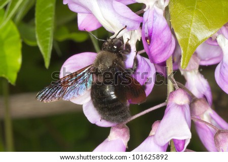 Carpenter bee on a violet flower /  Xylocopa violacea