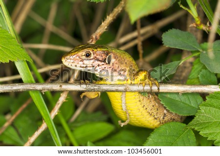 a portrait of a Sand Lizard (Lacerta agilis)