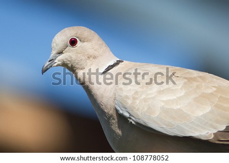 Eurasian Collared Dove portrait / Streptopelia decaocto