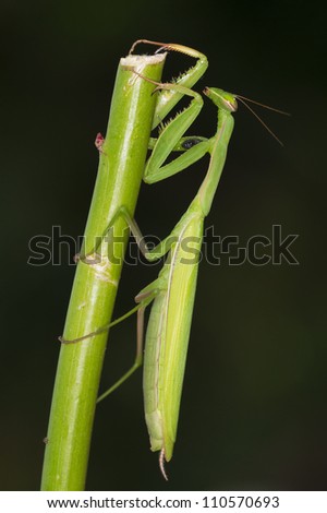 green praying mantis on stick with dark background close up  / Mantis religiosa