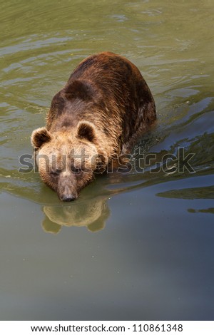 Brown Bear resting in water ( Ursus Arctos )