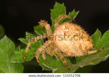a female European garden spider, diadem spider, cross spider or cross orbweaver / Araneus diadematus.