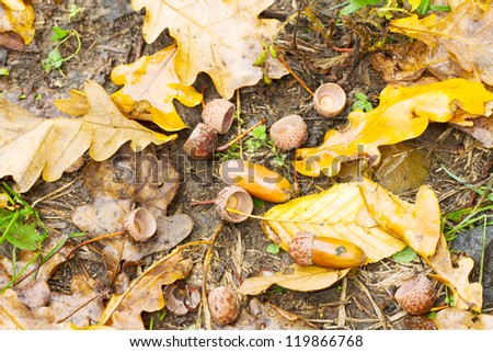 Forest background. Autumn border design with oak acorns and leaves.