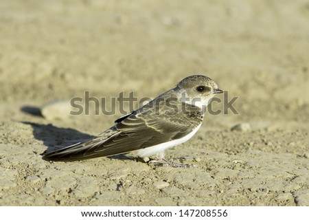 Swallow Sand Martin / Riparia riparia