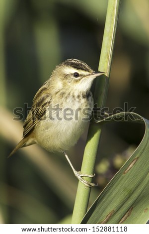Sedge warbler standing on the reed and observing  close-up / Acrocephalus schoenobaenus