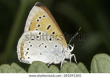 Lycaena dispar / large copper butterfly male